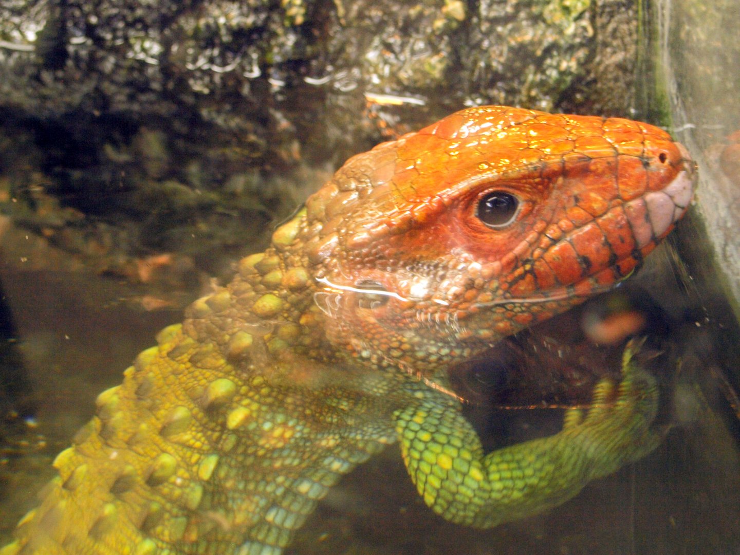 Northern caiman lizard