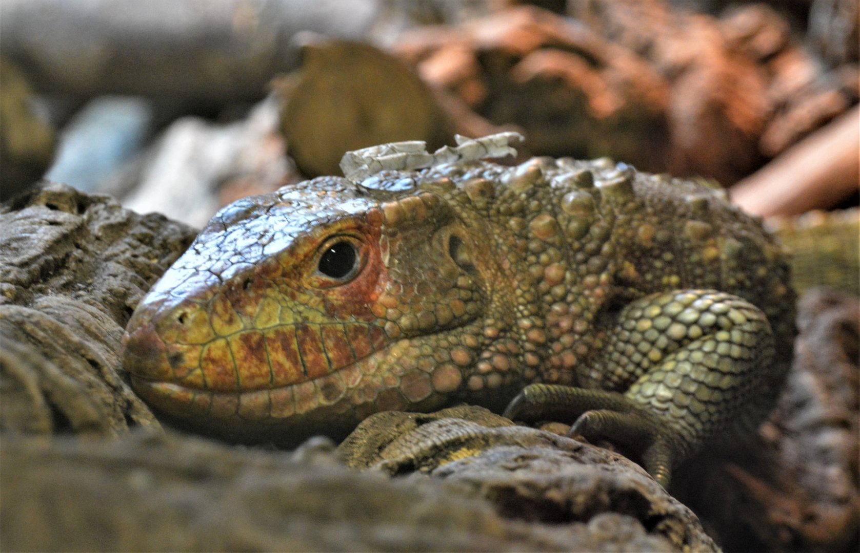 Northern Caiman Lizard