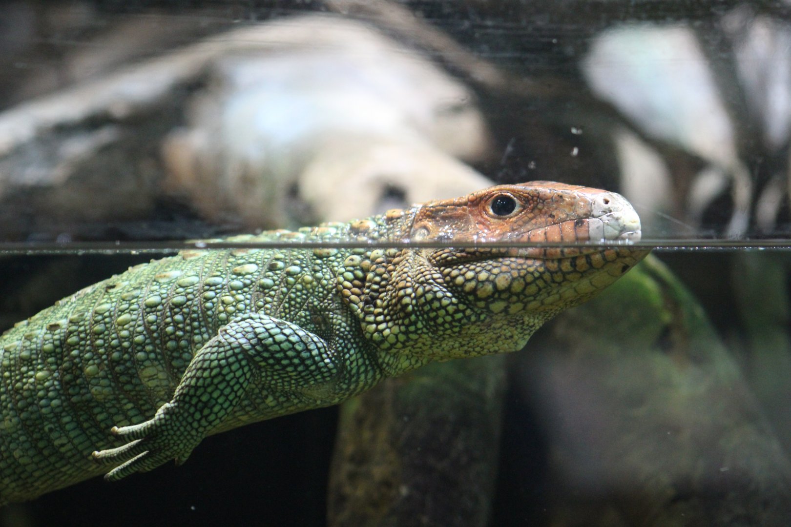Northern Caiman Lizard