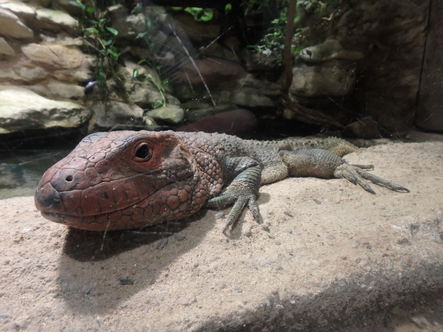 Northern caiman lizard