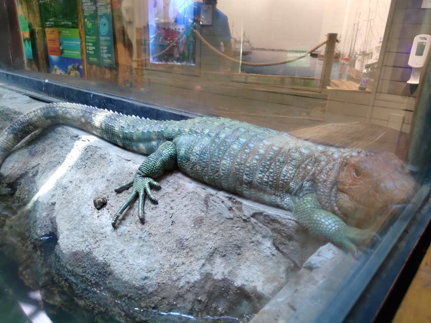 Northern caiman lizard