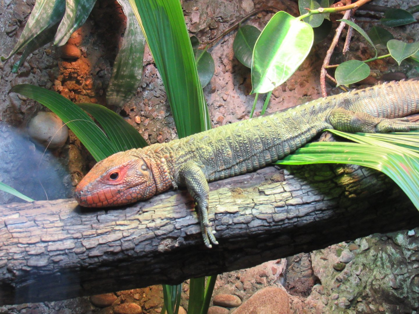 Northern Caiman Lizard