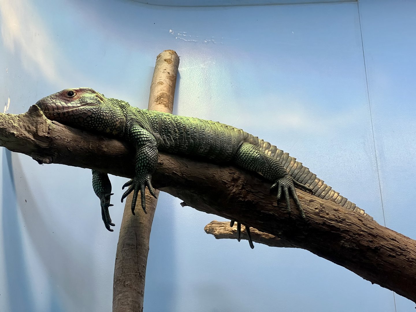 Northern Caiman Lizard