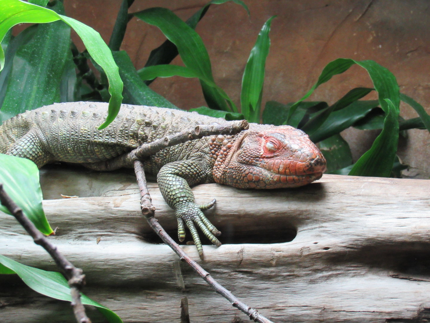 Northern Caiman Lizard