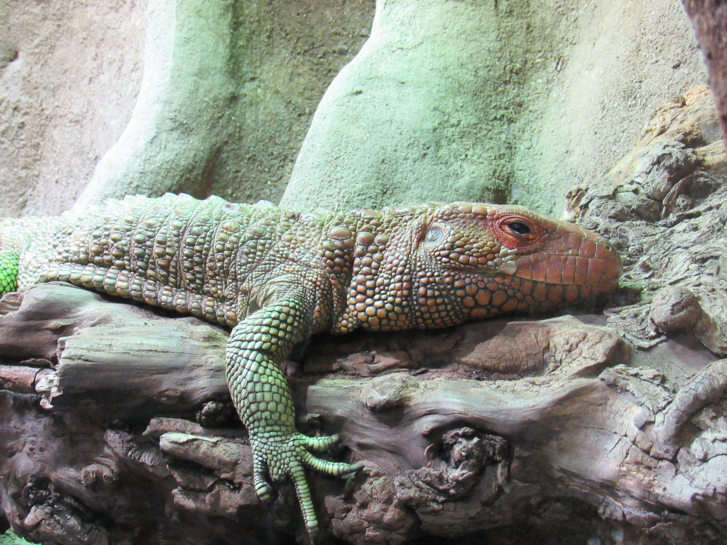 Northern Caiman Lizard