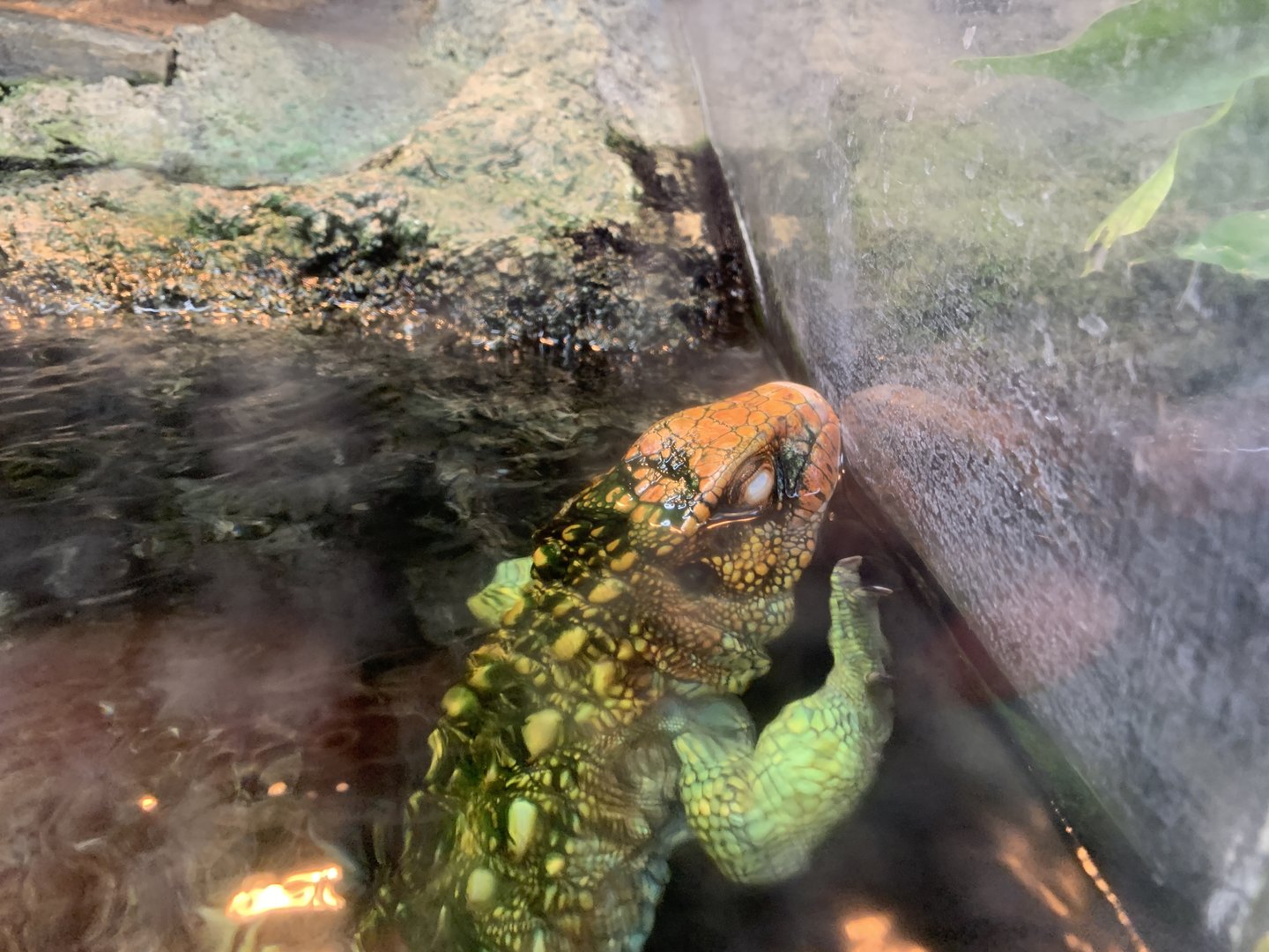 Northern Caiman Lizard