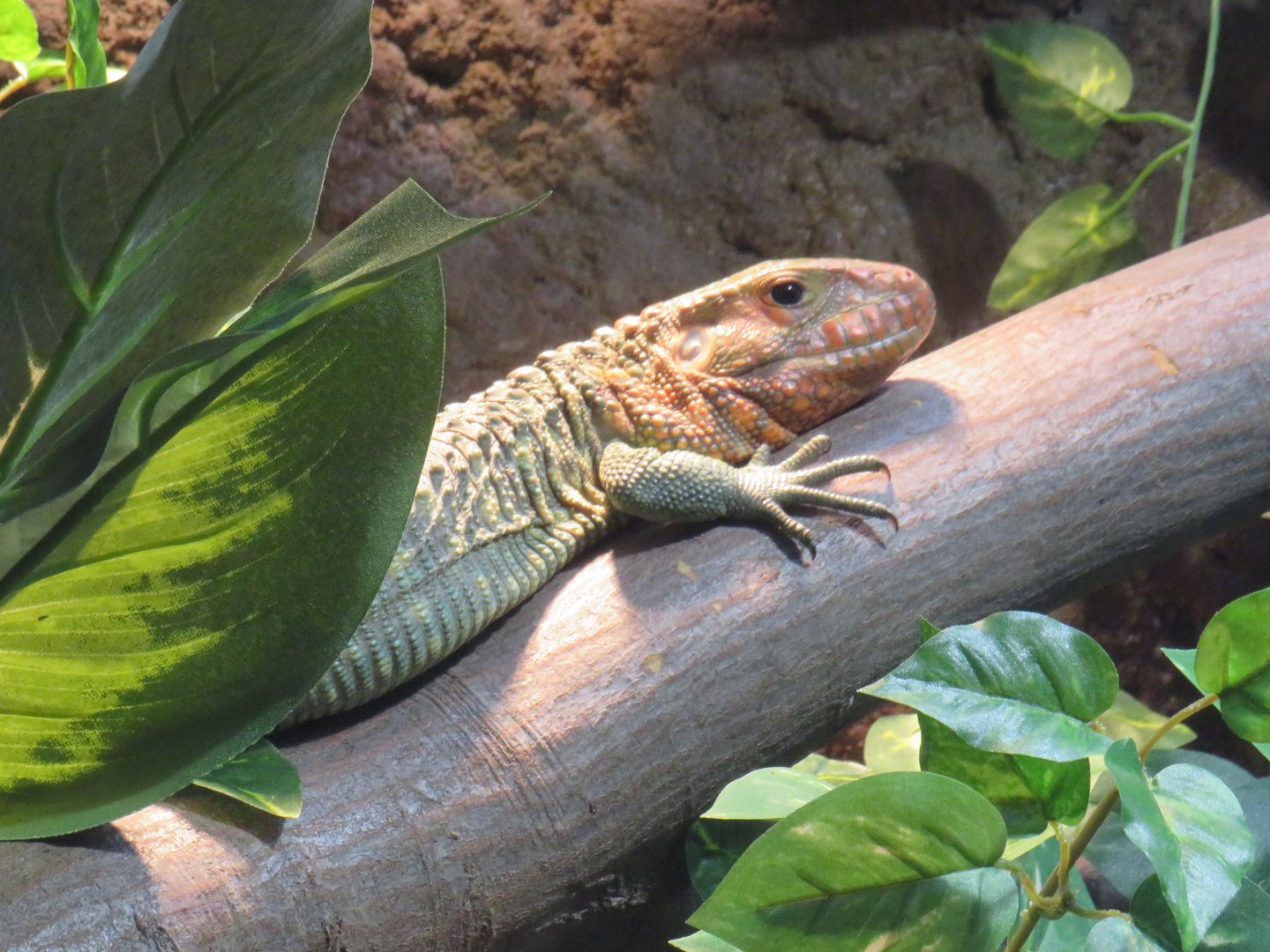 Northern caiman lizard