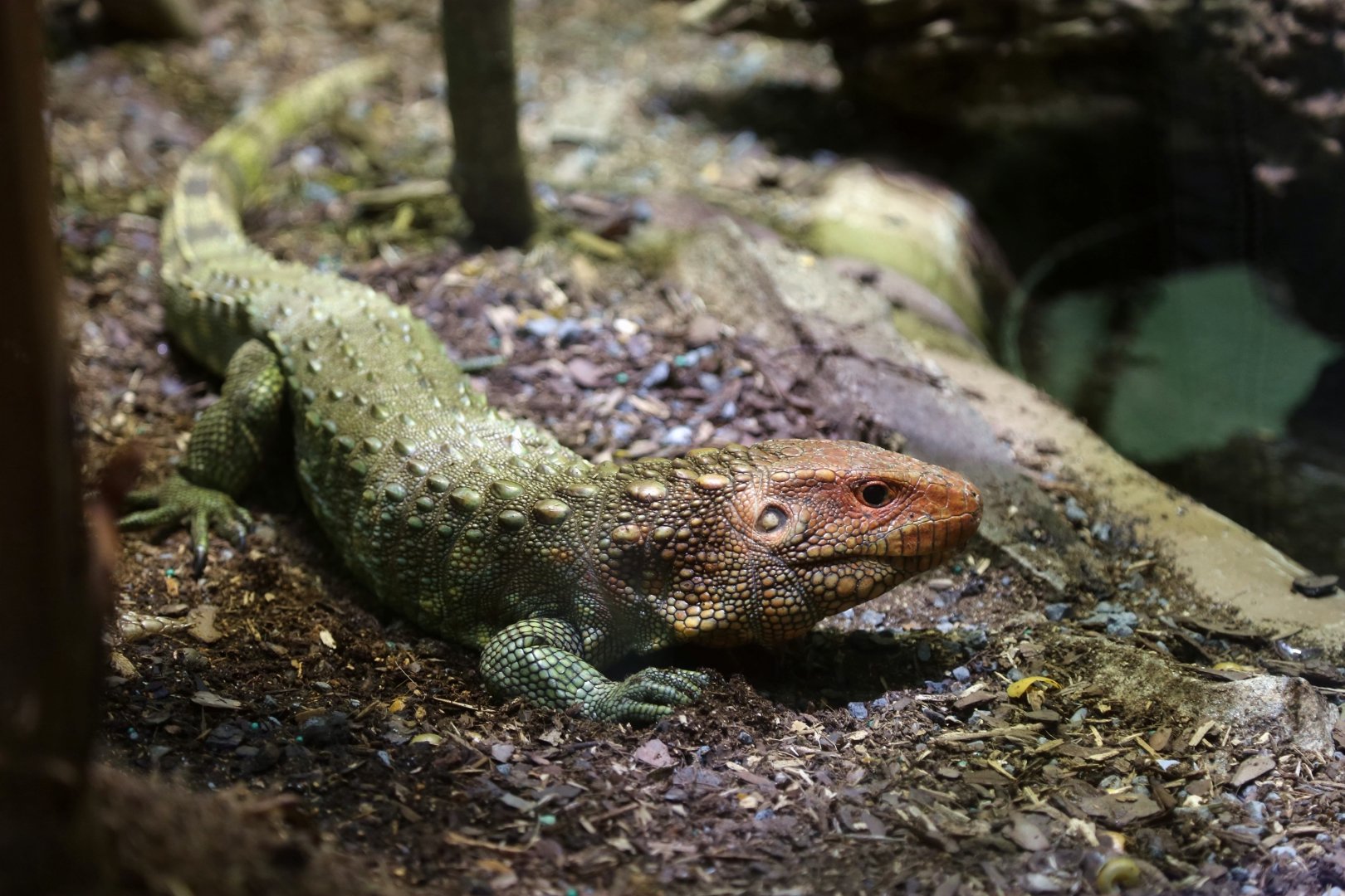 Northern Caiman Lizard