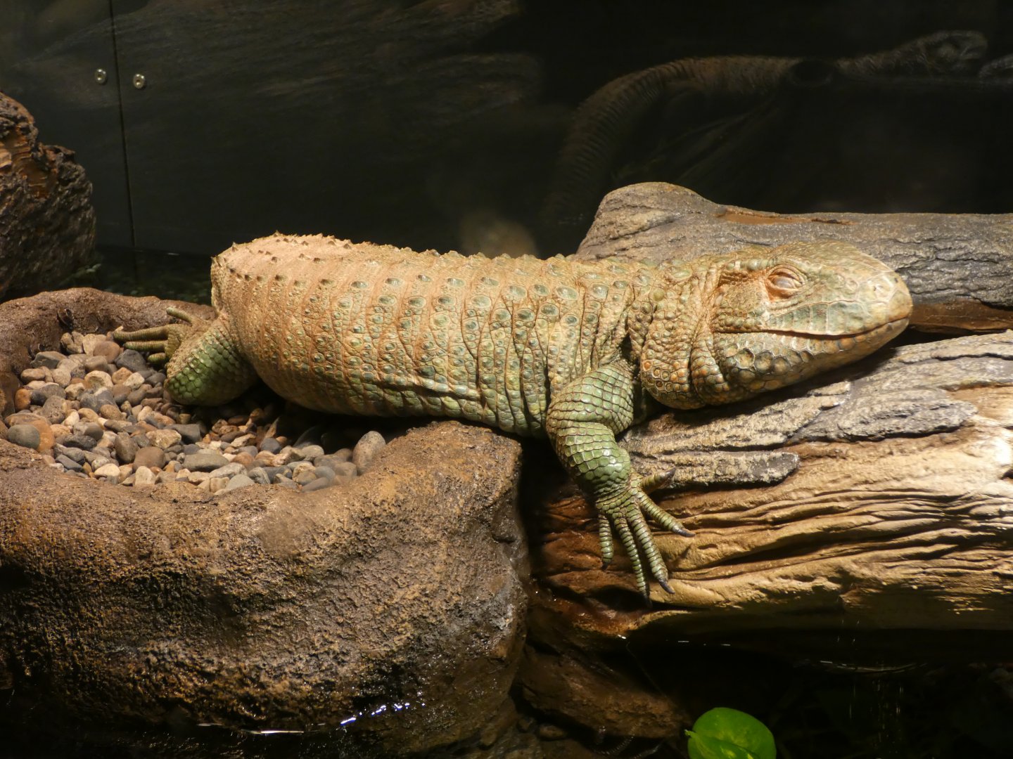 Northern caiman lizard