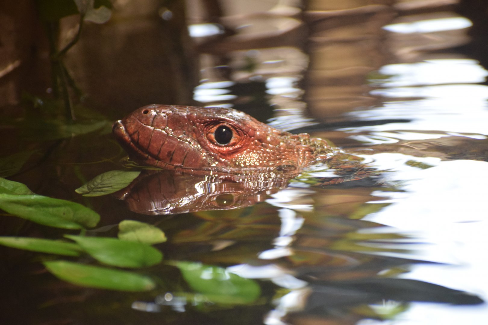 Northern caiman lizard