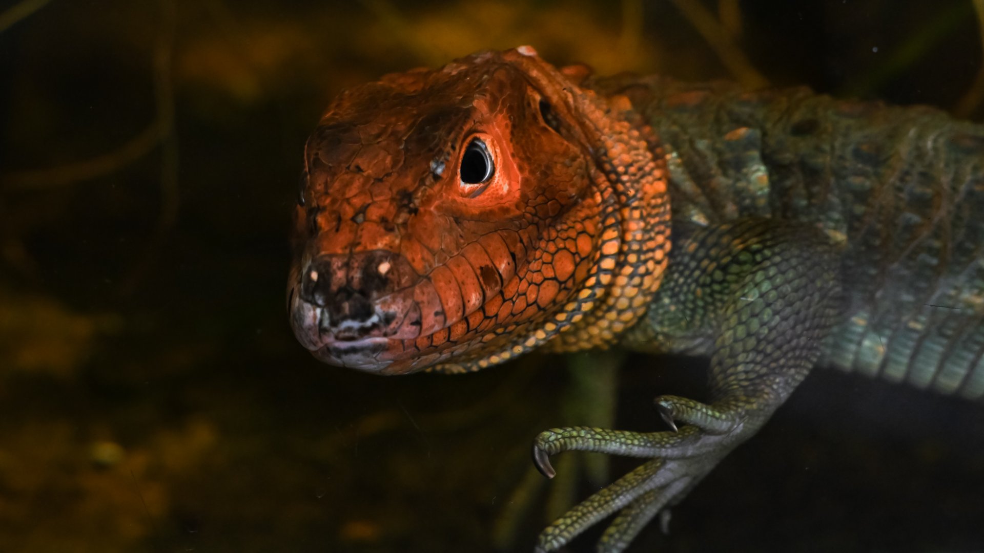 Northern caiman lizard