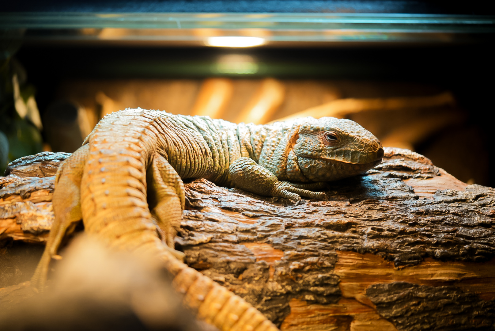 Northern Caimen Lizard