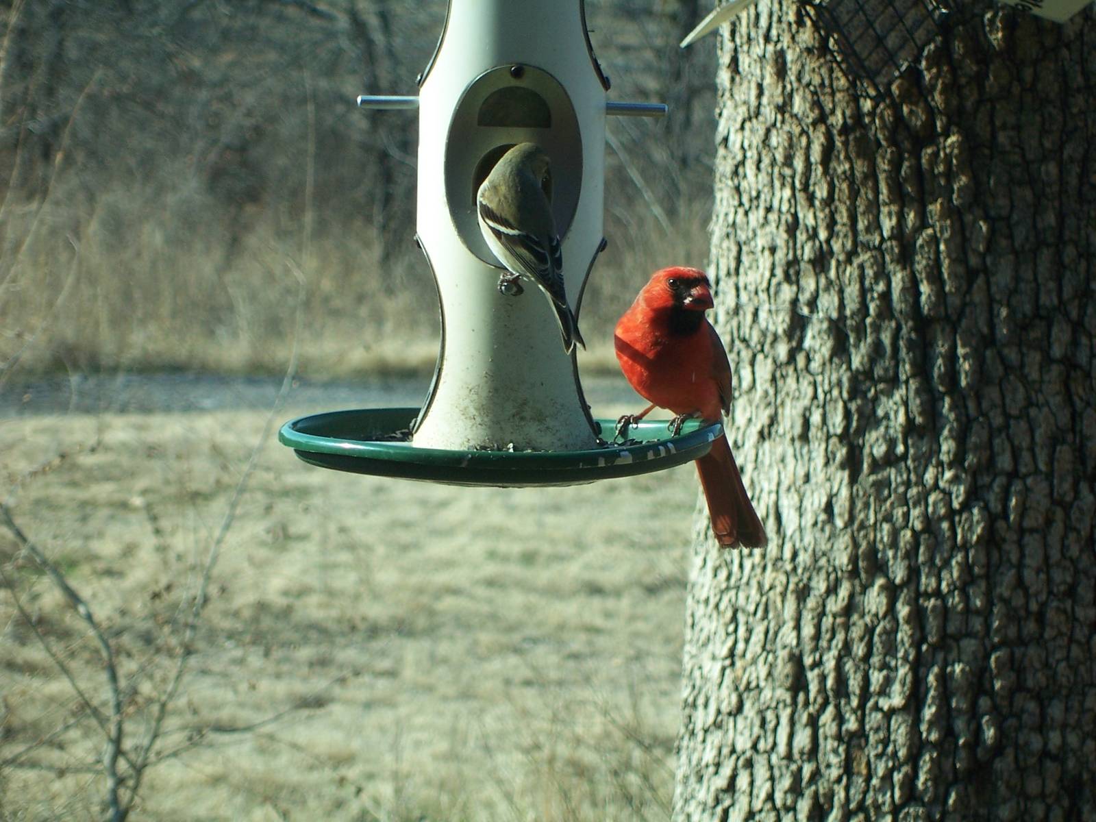 Northern Cardinal &amp; American Goldfinch