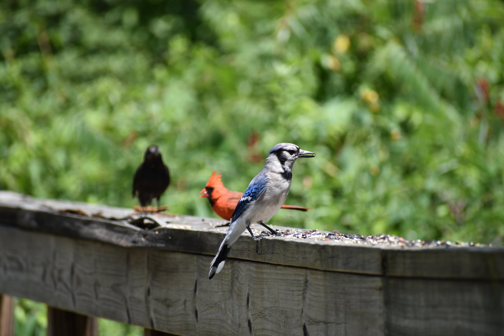 Northern Cardinal and Blue Jay ~ Horn Pond, Massachusetts