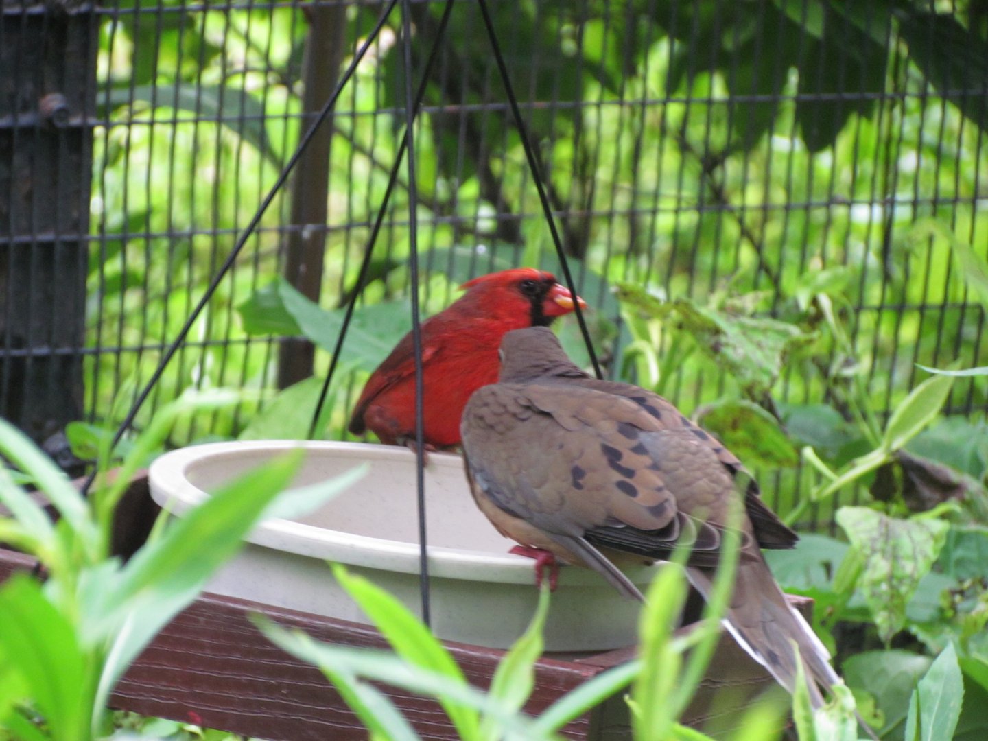 Northern Cardinal and Mourning Dove
