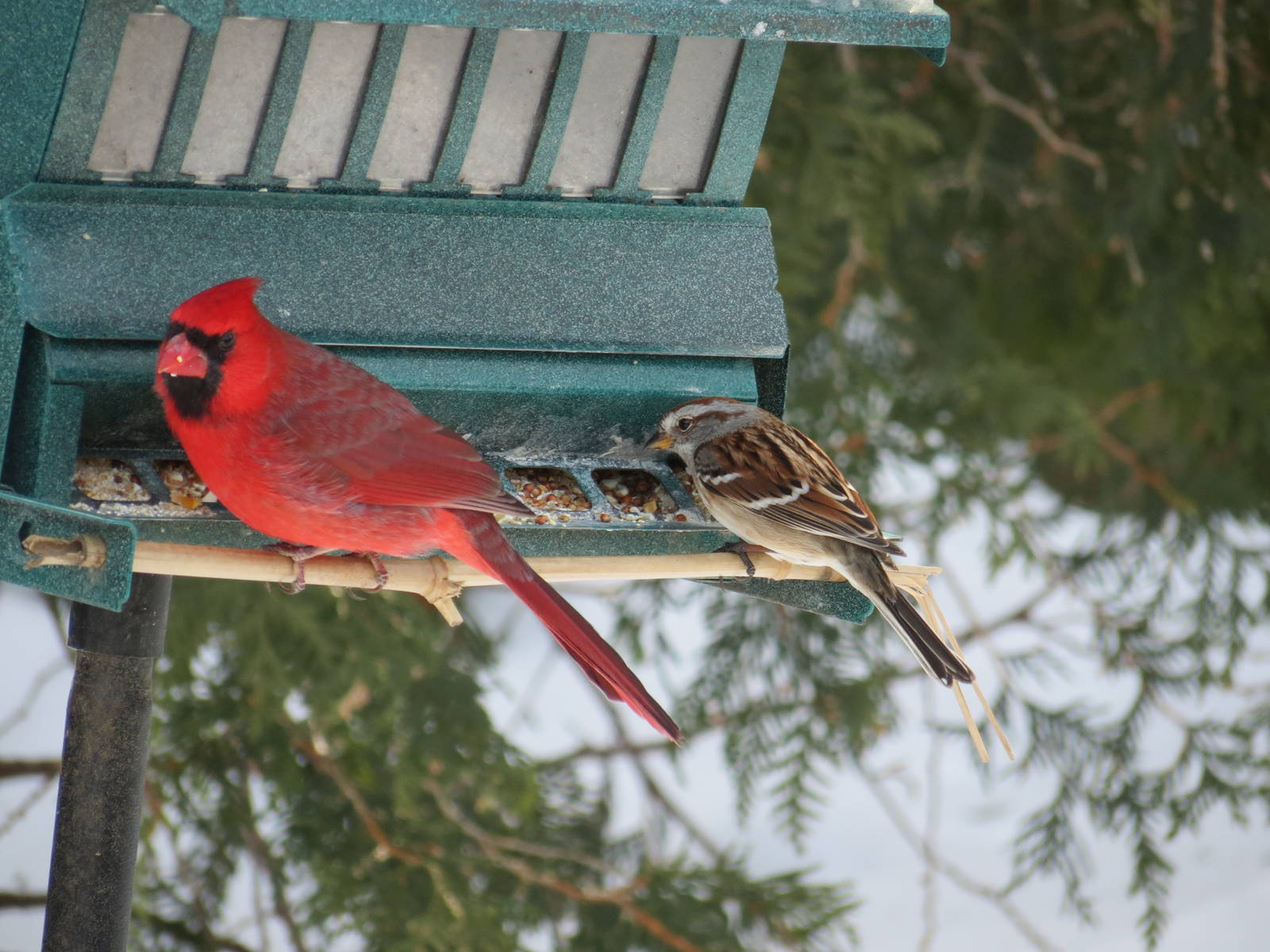 Northern Cardinal and Sparrow