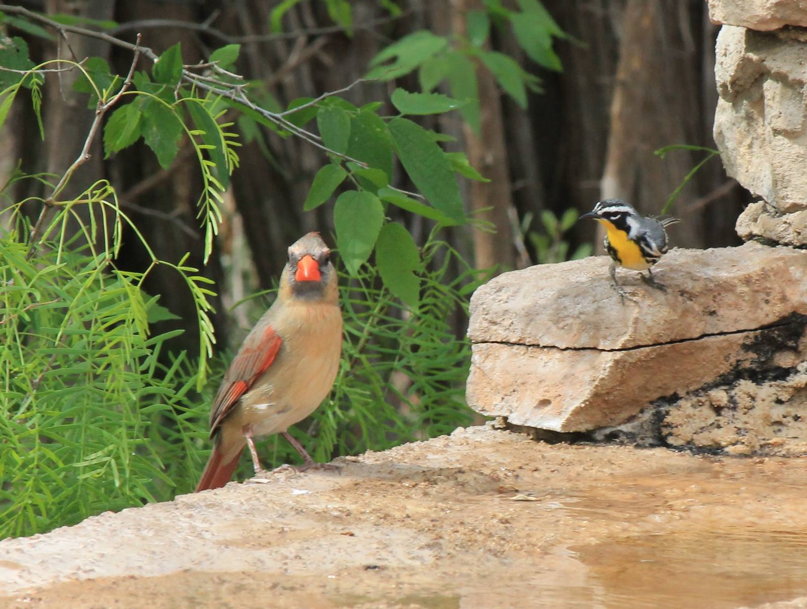 Northern Cardinal and Yellow-Throated Warbler