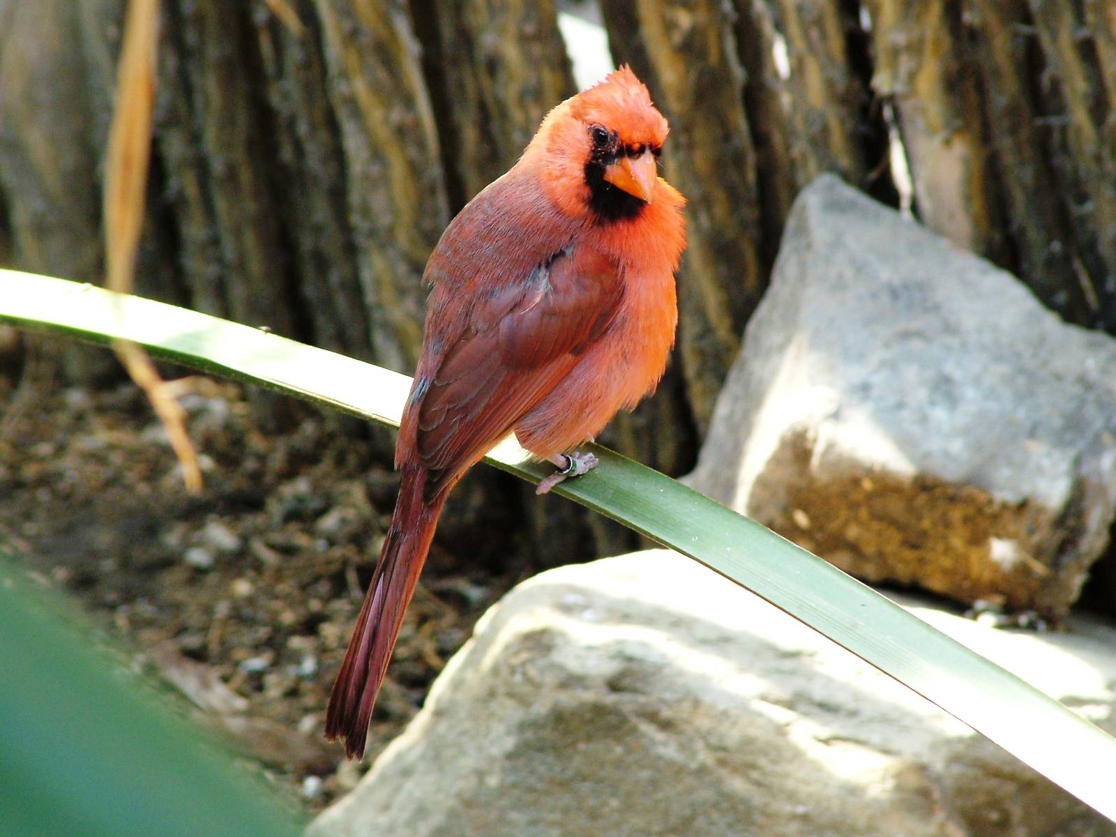 Northern Cardinal at Burgers Zoo Arnhem, 30/05/12