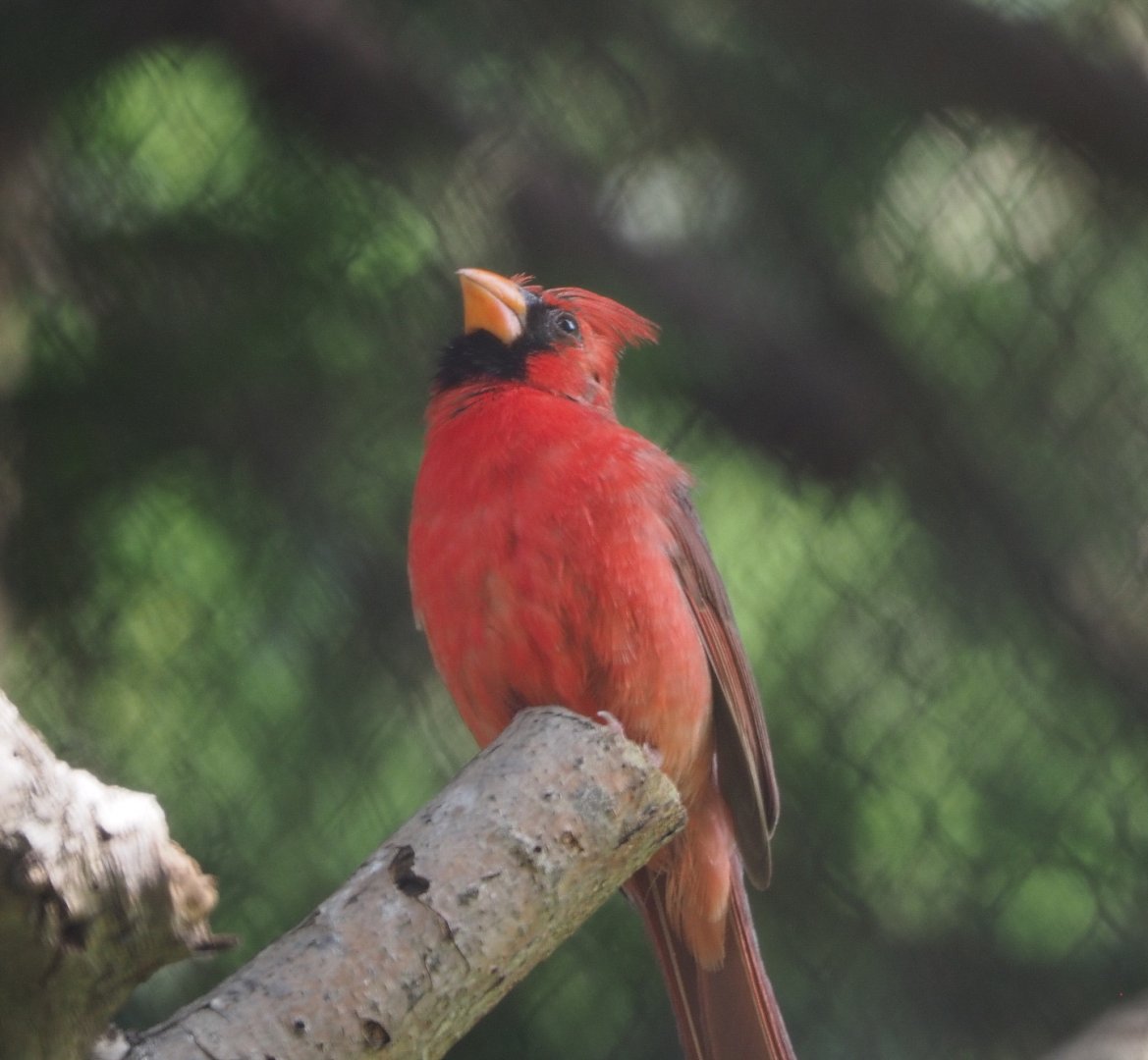 Northern cardinal (Cardinalis cardinalis), 2021-07-17