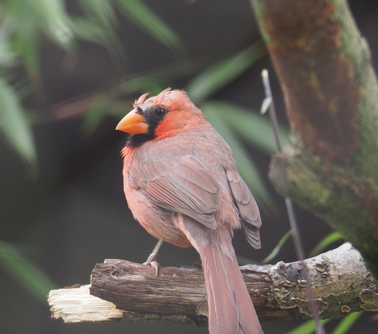 Northern cardinal (Cardinalis cardinalis), 2022-07-10
