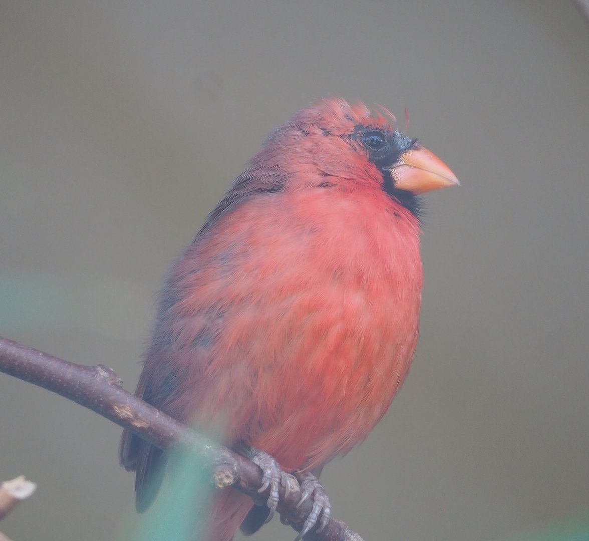 Northern cardinal (Cardinalis cardinalis), 2022-08-16
