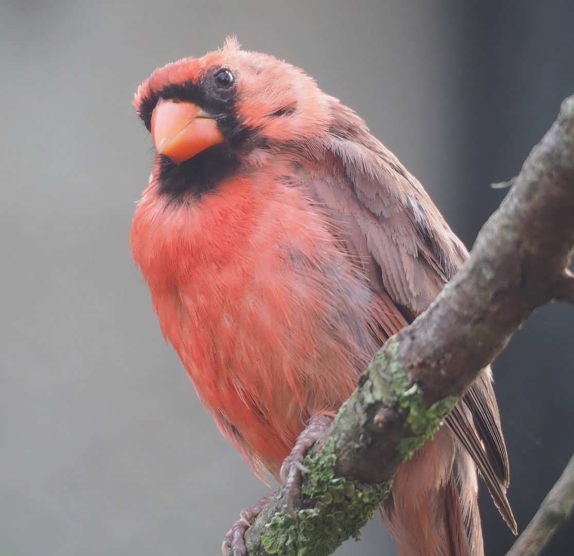 Northern cardinal (Cardinalis cardinalis), 2022-10-29