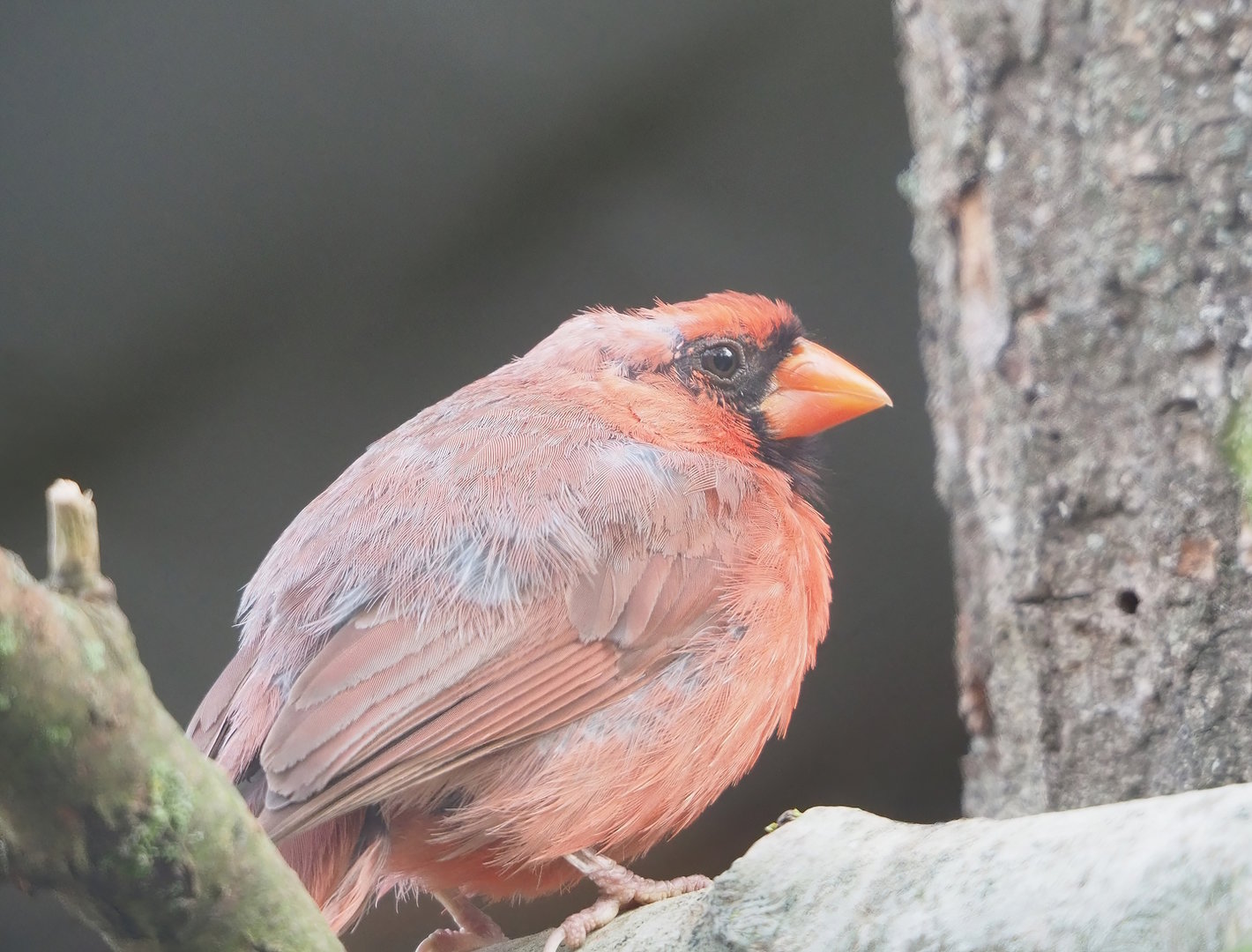 Northern cardinal (Cardinalis cardinalis), 2022-10-29