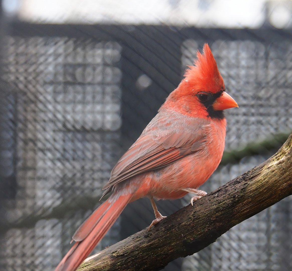 Northern cardinal (Cardinalis cardinalis), 2024-02-17