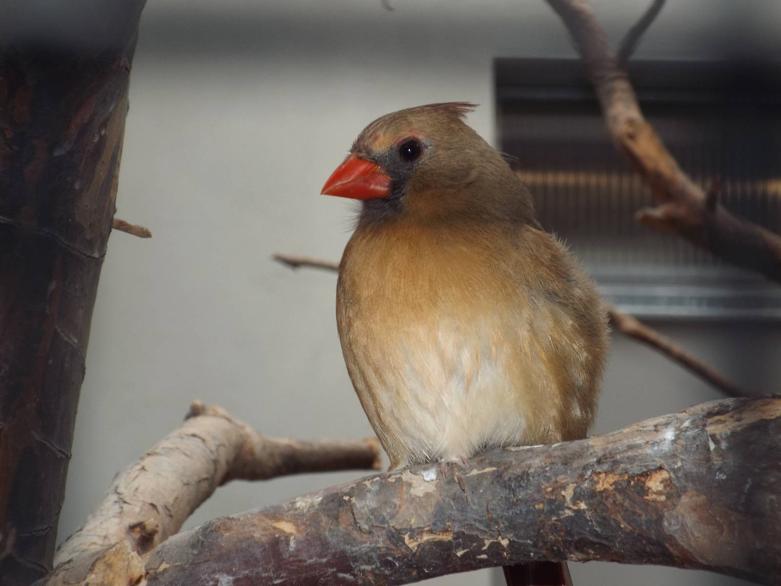 Northern Cardinal (Cardinalis cardinalis) at Zoo Berlin - April 4th 2014