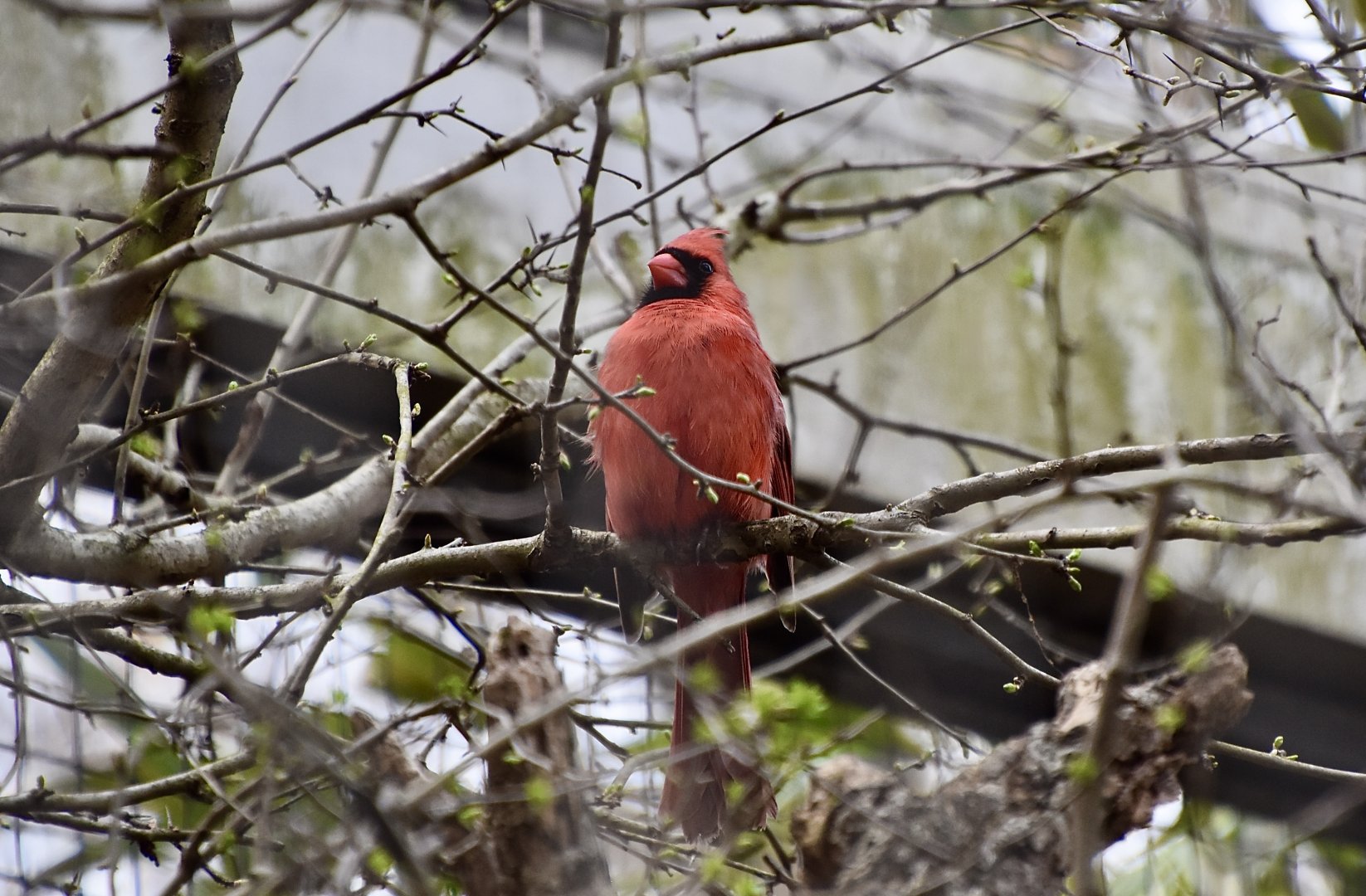 Northern Cardinal (Cardinalis cardinalis cardinalis) - wild male