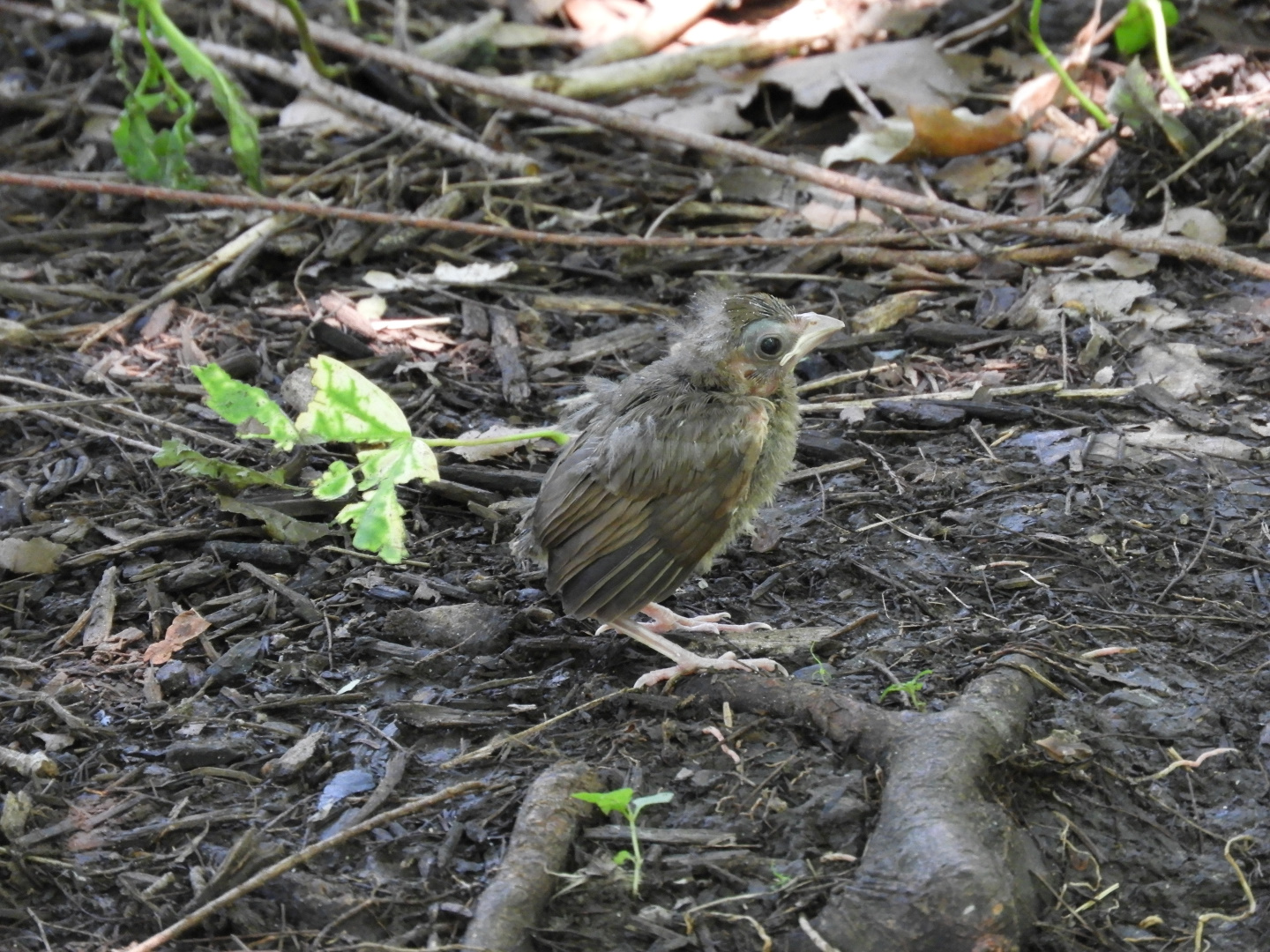 Northern Cardinal (Cardinalis cardinalis) fledgeling