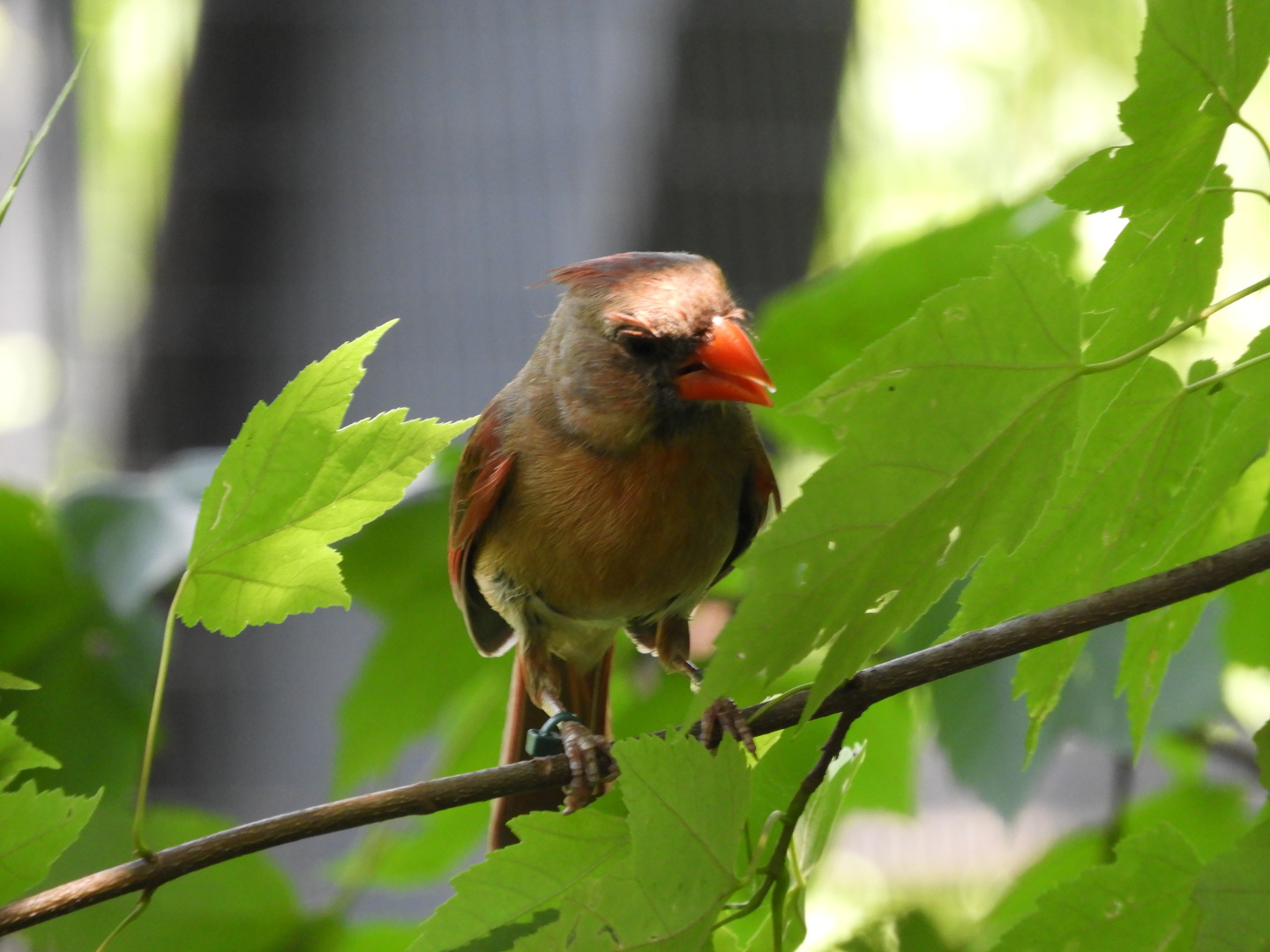 Northern Cardinal (Cardinalis cardinalis)