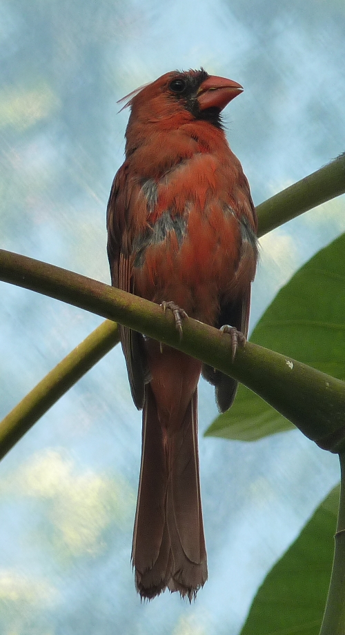 Northern cardinal (Cardinalis cardinalis)