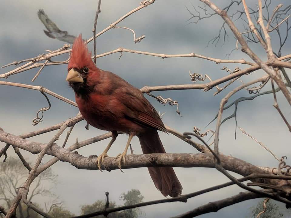 Northern cardinal (Cardinalis cardinalis)