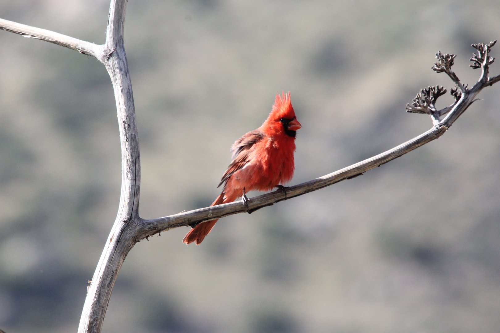 Northern Cardinal (Cardinalis cardinalis)