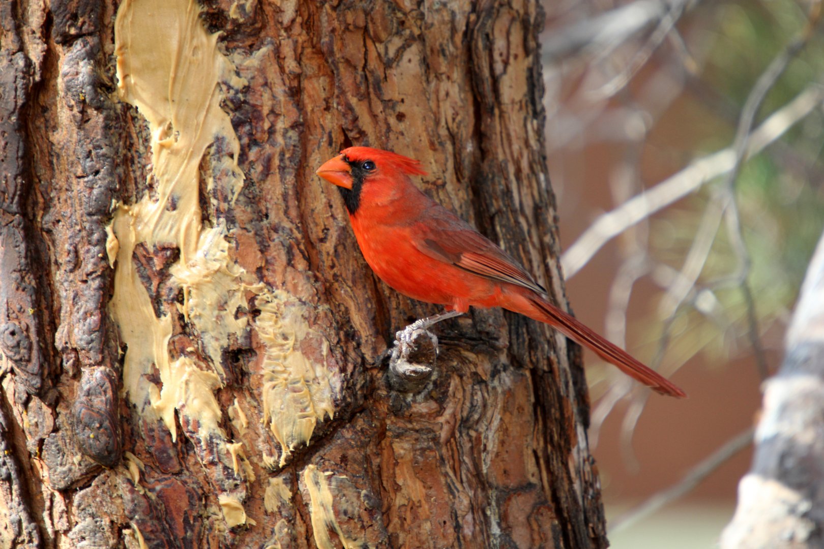 Northern Cardinal (Cardinalis cardinalis)