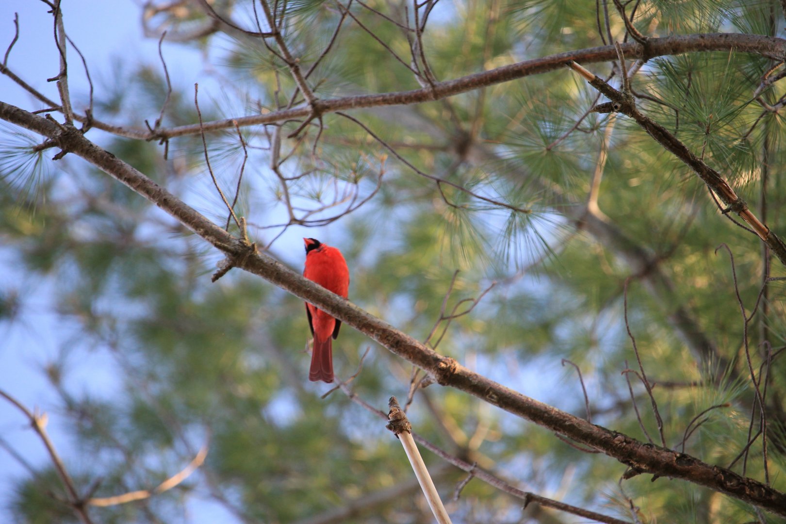 Northern Cardinal (Cardinalis Cardinalis)