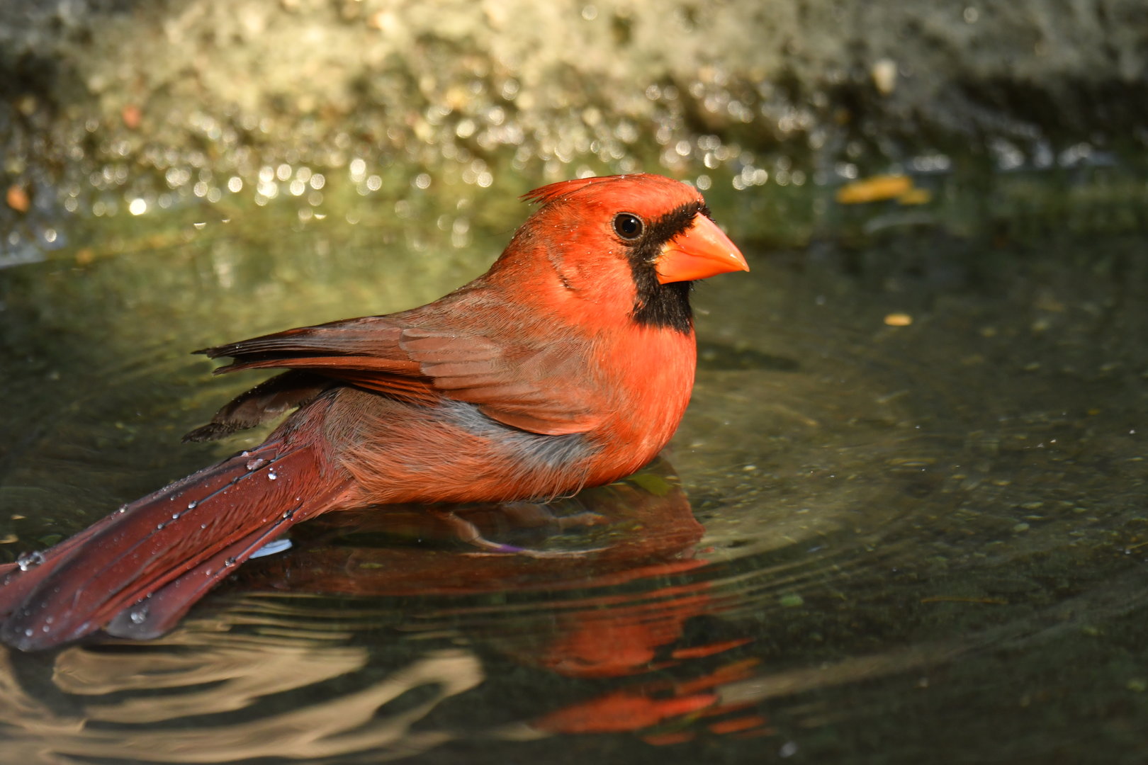Northern Cardinal Cardinalis cardinalis