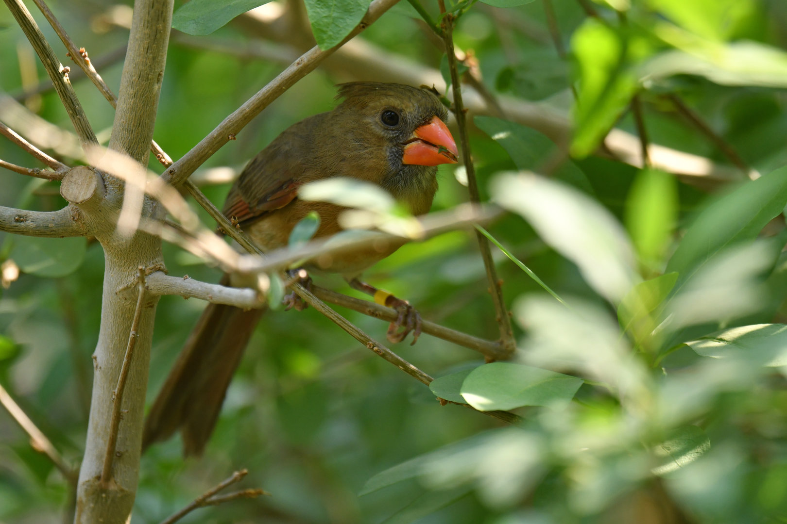 Northern Cardinal Cardinalis cardinalis