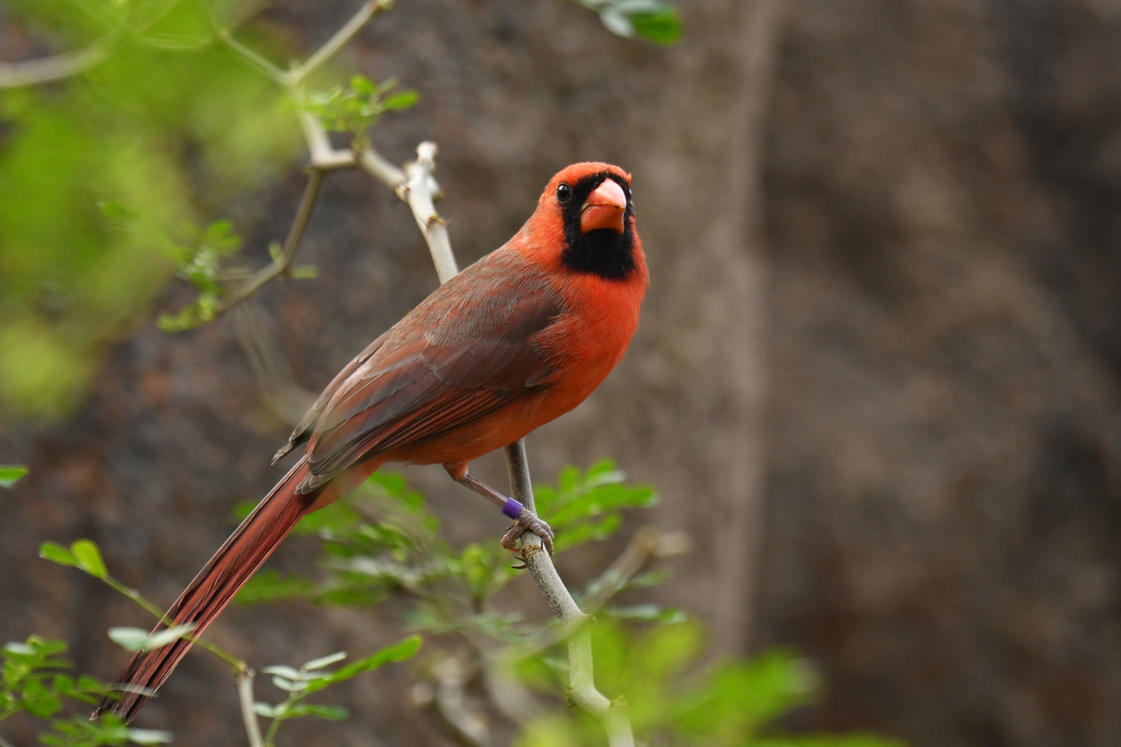 Northern Cardinal Cardinalis cardinalis