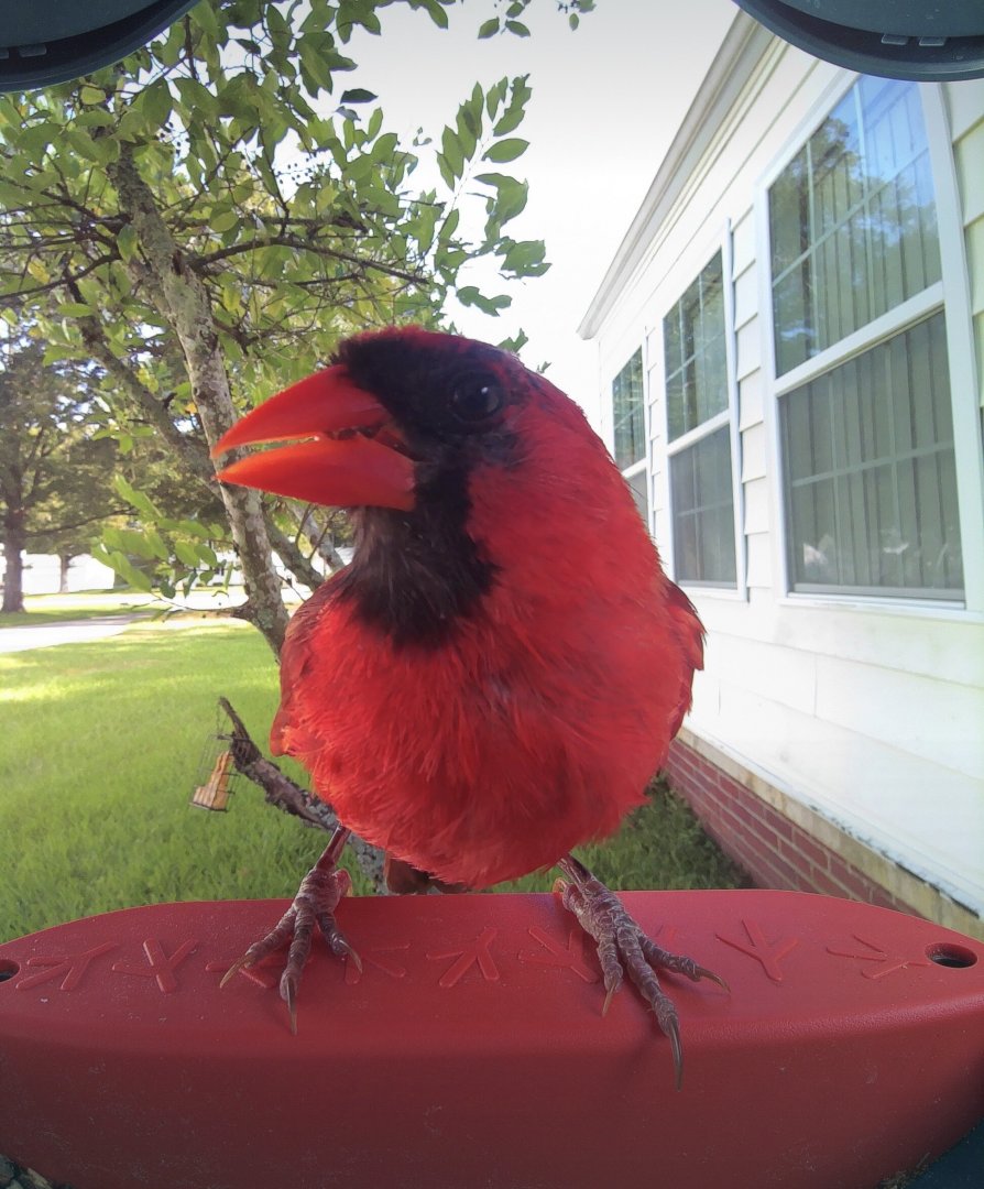 Northern Cardinal (Cardinalis cardinalis)