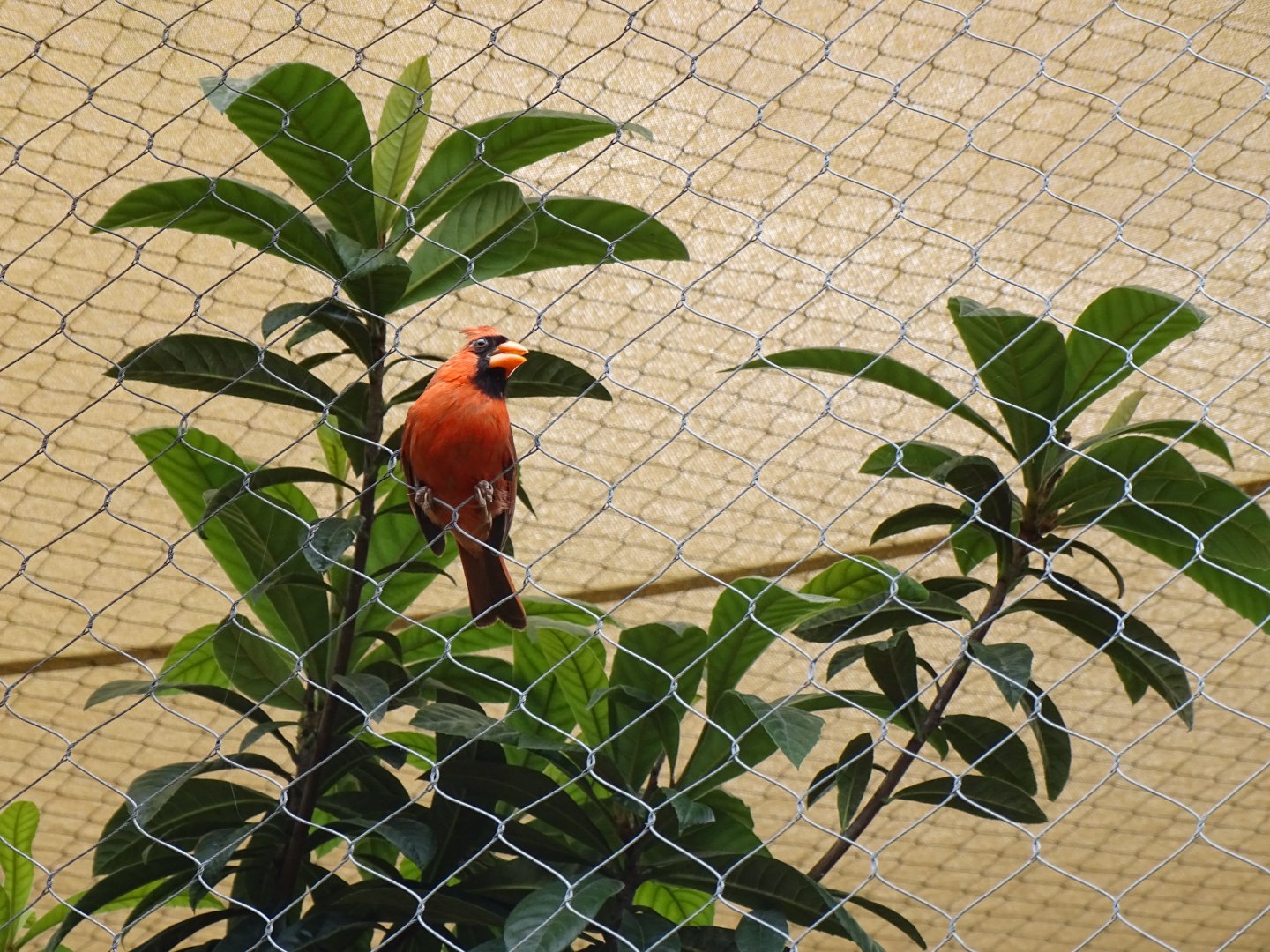 Northern cardinal (Cardinalis cardinalis)