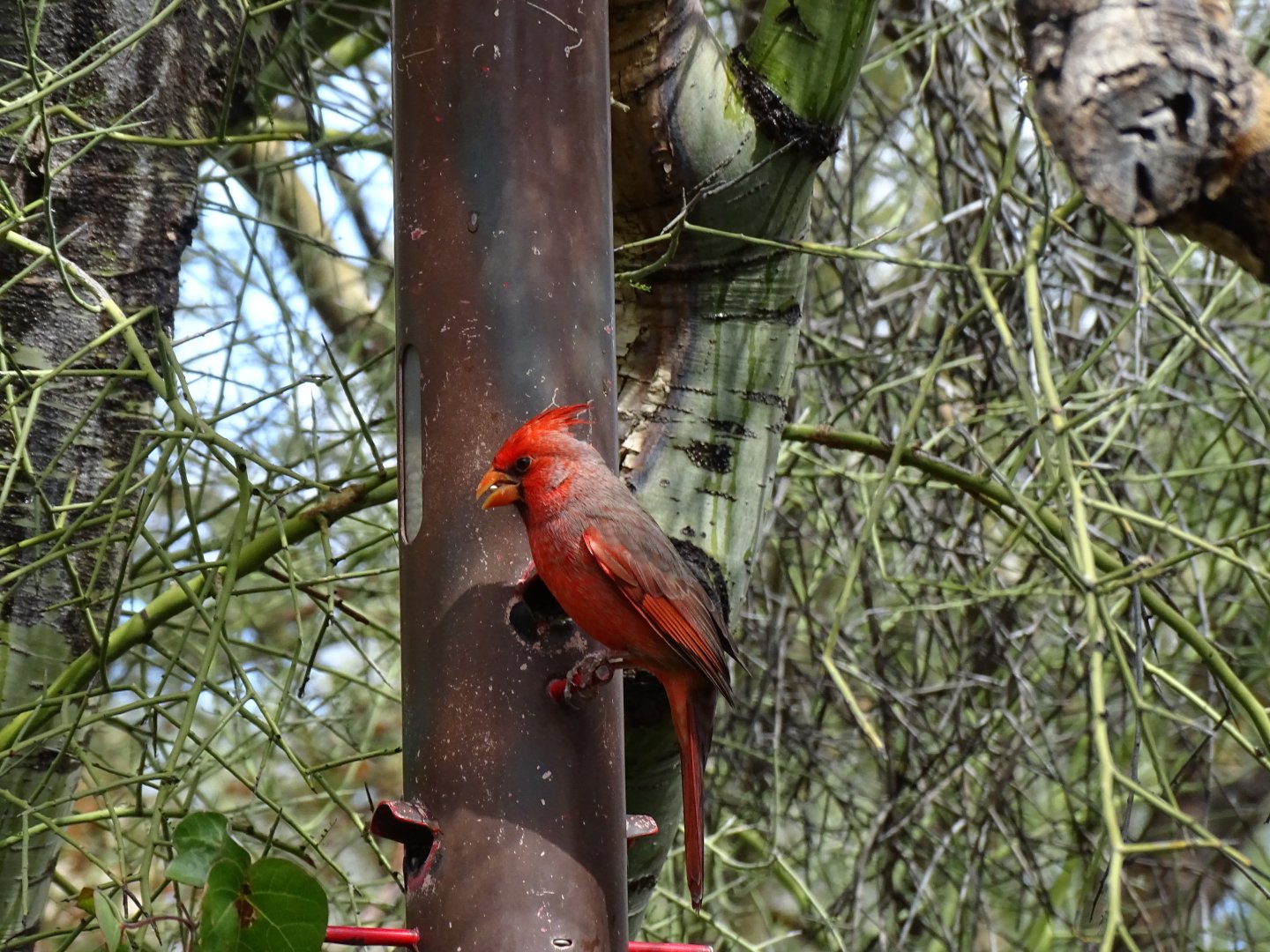 Northern cardinal (Cardinalis cardinalis)