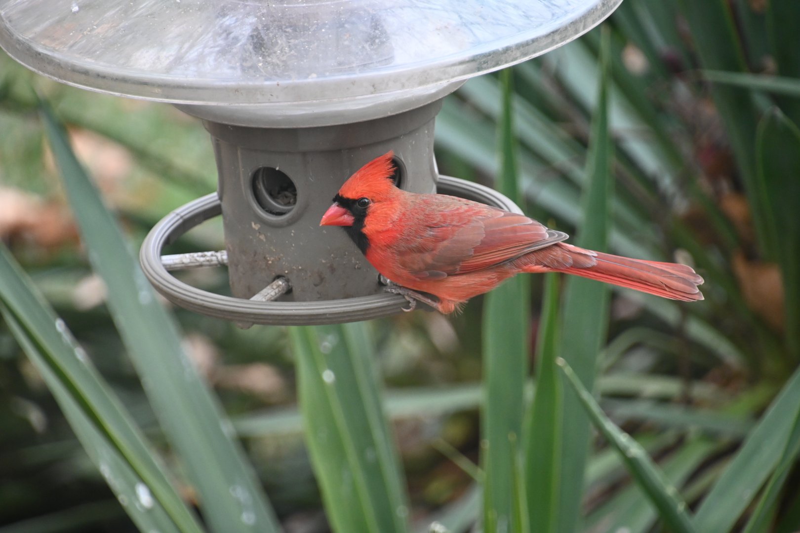Northern cardinal (Cardinalis cardinalis)