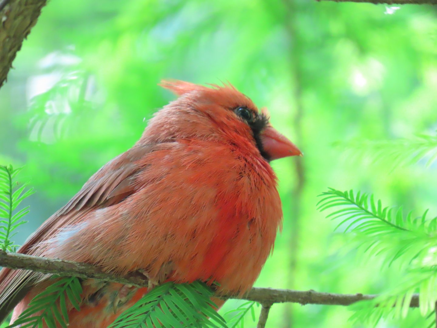 Northern Cardinal (Cardinalis cardinalis)
