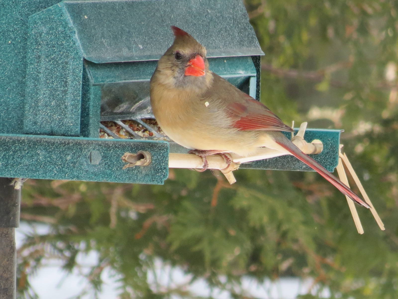 Northern Cardinal F