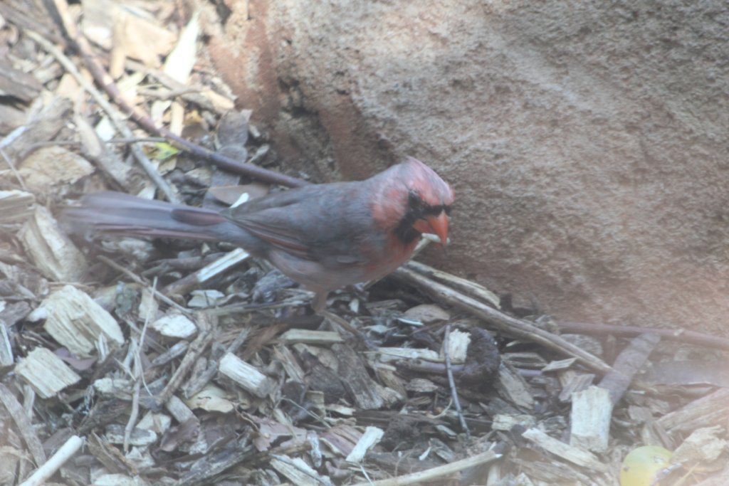 Northern Cardinal female in Baboon enclosure