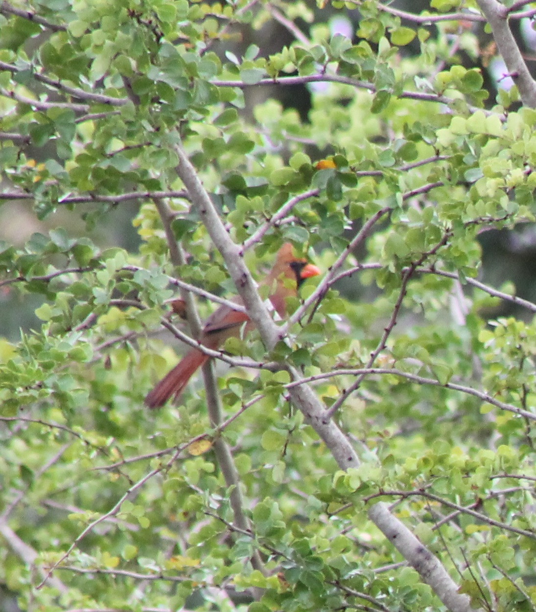 Northern cardinal female