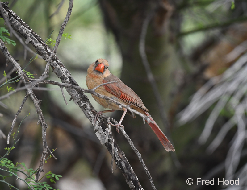 northern cardinal (female)