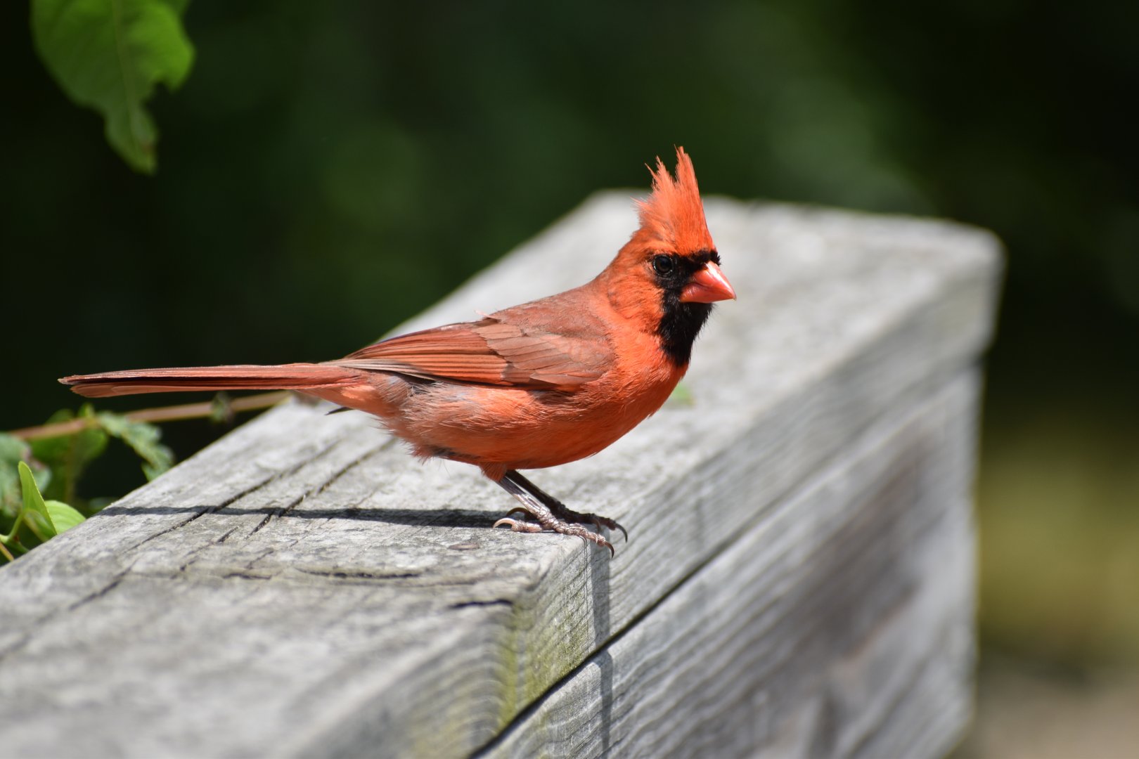 Northern Cardinal ~ Horn Pond, Massachusetts